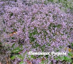 Кермек "Blauer Diamant" (Limonium latifolium)