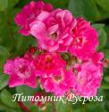 ORLEANS ROSE (Орлеон Роз)