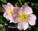 ROSA CANINA  (Роза Канина)