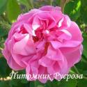 ROSA CENTIFOLIA DE GRASSE (Роза Центифолия Де Грасс)