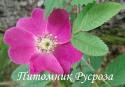 ROSA PENDULINA (Alpina) (Роза Пендулина Альпина)