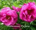 ROSA RUGOTIDA (Роза Руготида)