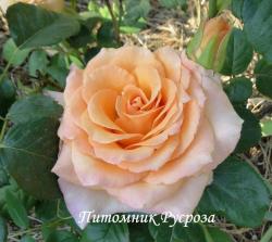 APRICOT (TANTOCIRPA) (Эприкот)