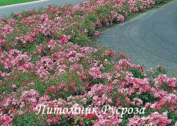 FLORIADE 2002 (Флориада 2002)