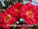 FUCHSIA MEILLANDECOR (MEIPELTA) (Фуксия Мейяндекор) ШТ 50-60