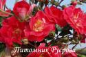 FUCHSIA MEILLANDECOR (MEIPELTA) (Фуксия Мейяндекор) ШТ 50-60