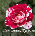 PASADENA (FLORIBUNDA) (Пасадена)