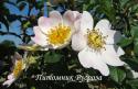 ROSA STYLOSA (Роза Стайлоза)