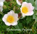 ROSA STYLOSA (Роза Стайлоза)