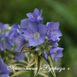 Полемониум (Синюха) "Brise d'Anjou" (Polemonium)