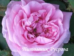 MALVINA (ROSA CENTIFOLIA) (Мальвина)