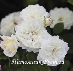 WHITE BABYFLOR (Уайт Бэбифло)