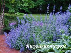 Котовник кистевидный "Blue Wonder" (Nepeta racemosa)