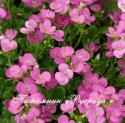 Арабис кавказский "Little Treasure Deep rose" (Arabis caucasica)