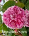 MALVINA (ROSA CENTIFOLIA) (Мальвина)