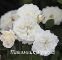 WHITE BABYFLOR (Уайт Бэбифло)