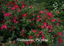 ROSA GALLICA SCHARLACHGLUT (Роза Галлика Шарлахглют)