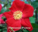 ROSA GALLICA SCHARLACHGLUT (Роза Галлика Шарлахглют)