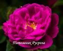 ROSA MUSCOSA RUBRA (Роза Мускоза Рубра)