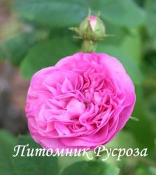 CABBAGE ROSE (Кэбэдж Роуз)