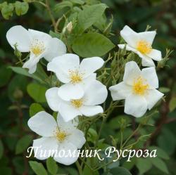 ROSA MOSCHATA (Роза Моската)