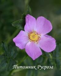 ROSA VIRGINIANA (Роза Вирджиниана)