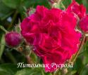 CRIMSON RAMBLER (Кримсон Рамбле)