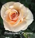 ELIN'S ROSE (Элинс Розэ)