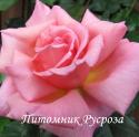 PINK DAWN (CLIMBER) (Пинк Дон)