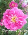 ROSA CALIFORNICA PLENA (Роза Калифорника Плена)