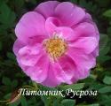 ROSA CALIFORNICA PLENA (Роза Калифорника Плена)