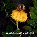 ROSA ROXBURGHII NORMALIS (Роза Роксбурги Нормалис)