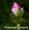 ROSA ROXBURGHII PLENA (Роза Роксбурги Плена)