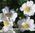 ROSA SEMPERVIRENS (Роза Семпервиренс)