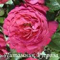 ROSEMANTIC FUCHSIA (Роземантик Фуксия)