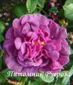 ROSE DES MAURES (Роз де Мор)