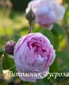 ROSE DES PEINTRES (Роз де Пантр)