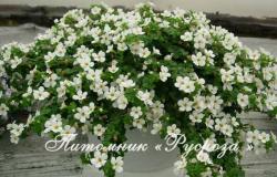 Бакопа ампельная