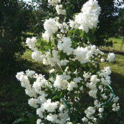 Чубушник (Жасмин садовый) "Миннесота Сноуфлейк" ("Minnesota Snowflake")