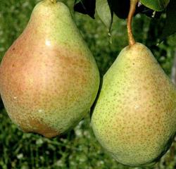 Груша "Мария"
