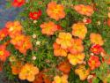 Лапчатка кустарниковая "Оранж Стар" (Orange Star)