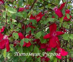 SANGUINEA (CHINENSIS) (Сангвиния)