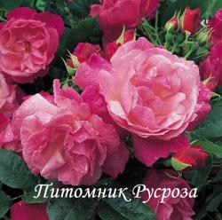 SOPHIES PERPETUAL (Софис Пепечуал)