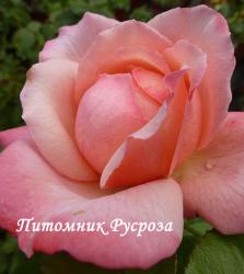 ARIOSO (Meimucas) (Ариозо)