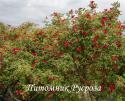 SANGUINEA (CHINENSIS) (Сангвиния)