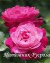 SOPHIES PERPETUAL (Софис Пепечуал)