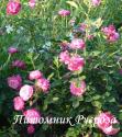 SOPHIES PERPETUAL (Софис Пепечуал)