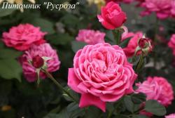 ALEXANDRE ASTIER (Александр Астье)