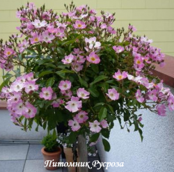 BALLERINA (Балерина)