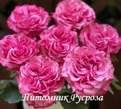 COUNTRY BLUES (Кантри Блюз)